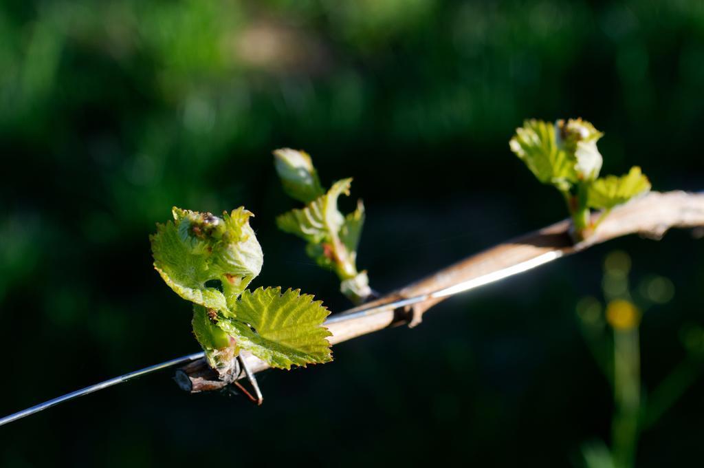 Weingut Winzerzimmer Rothschaedl Leutschach Kültér fotó